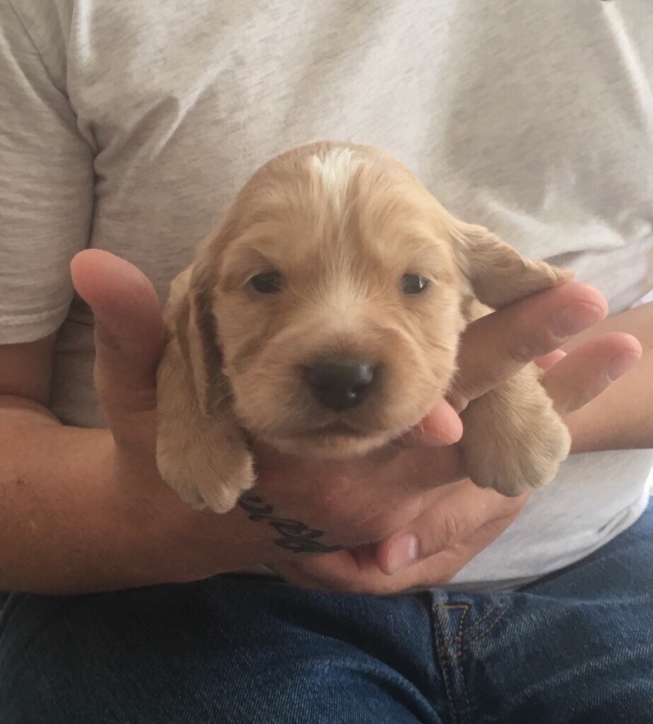golden working cocker spaniel puppies for sale